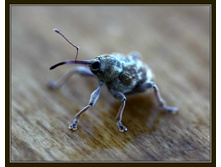 ���������� ����ģ���