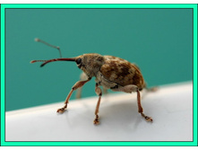 ���������� ����ģ���