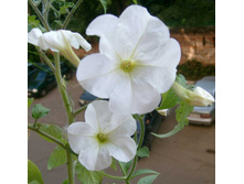 ����� ��������