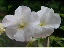 ����� ��������2