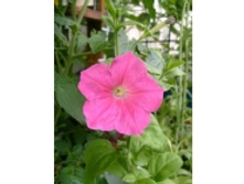 ��� ��������