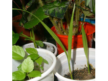 ����������� ��������