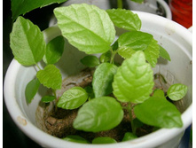 �������� ���������