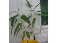 �������� ��������