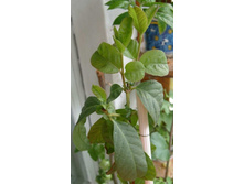 ������� �����