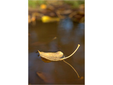 ������� ��������.jpg