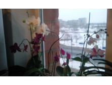 ����������� 083.jpg