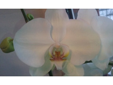 ����������� 079.jpg