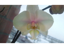 ����������� 075.jpg