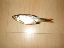 ����� 25 ���� 2009