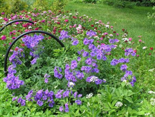 ������� ������ - �����.jpg