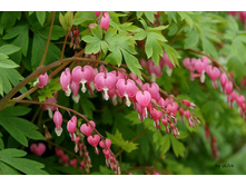 �������� - �������� ������ - �����.jpg