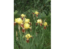 ���� ���������� ��������� - �����.jpg