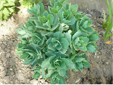 ������ ������ - �����.jpg