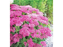 ������ ������ �������� - �����.jpg