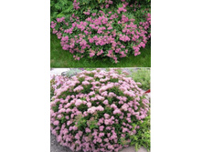 ������ ��������.jpg