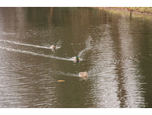 ������� ��� ���� 1.JPG