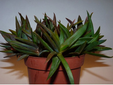 ���� ���� Black Jam