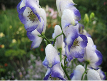 ������ �������