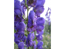 ������ �����