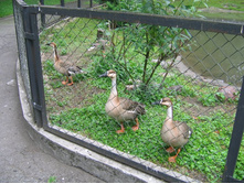 29.07.2009 15:36:18