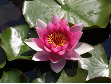 ������� �����