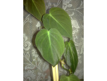 ����������� ���������