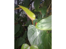 ����������� ����������