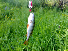 ������ 29 ���� 2009