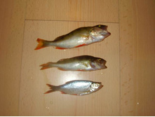 ������ 29 ���� 2009