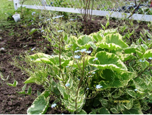 �������� �. ����.JPG