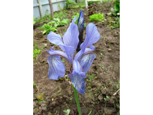 ���� ���������.JPG