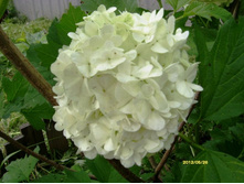 ������ ���������.JPG