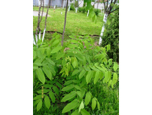 ���� ���..JPG