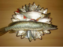 ������ 3 ��� 2009