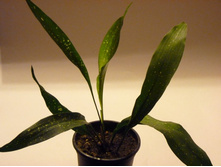 ���������� ���� Milky Way