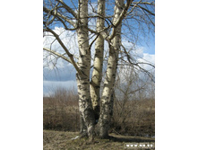 ����� ��� ��� ������ �� ������� :-)