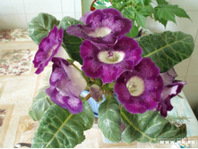 ��������� �������� ����������