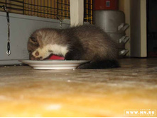 ����-����....