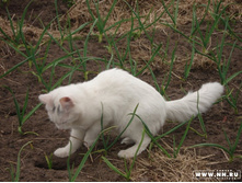 � ����� ��