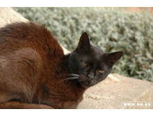 ��������� �����