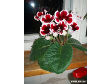 ��������� ������ �������