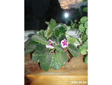 ������. ������� ������ Myrte