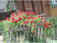 ������� ����