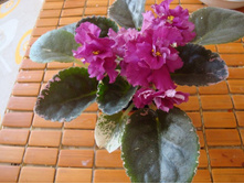 Red Headed Kate(�-�)