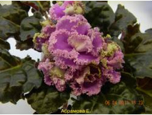 ��-��������� �������(2007)