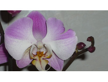 Phalaenopsis So Satisfied ( Dimension)