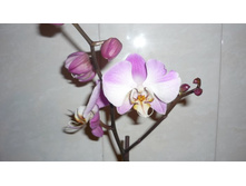 Phalaenopsis So Satisfied ( Dimension)