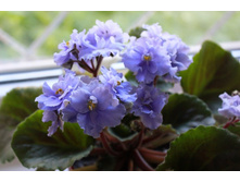 ������ ���������