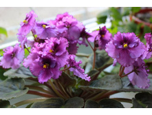 ���� - ������� �����